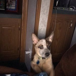 Meet your Posher, Sharon